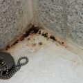 Чем опасна чёрная плесень в ванной?