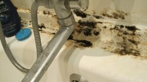 Как очистить чёрную плесень в ванной