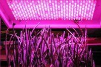 Про особенности светодиодных светильников для растений